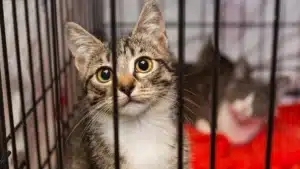 For adopting a cat from an association, he risks... €300,000 in fines and his animal is threatened with euthanasia