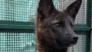 These Three Hybrid Animals Are Among the Rarest in the World