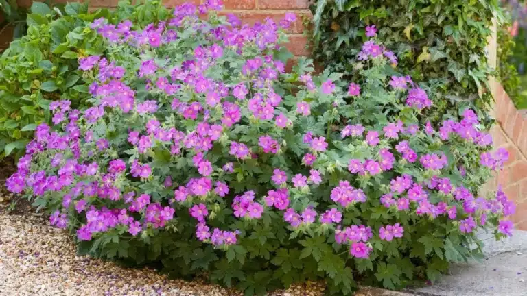 This Flower Voted "Plant of the Century" for Its Beauty Should Be Planted This Spring and Needs No Maintenance